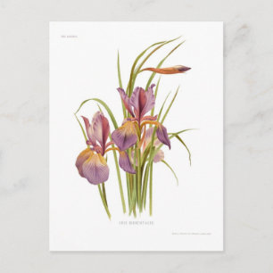 Iris orientalis briefkaart