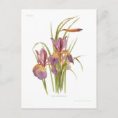 Iris orientalis briefkaart (Voorkant)