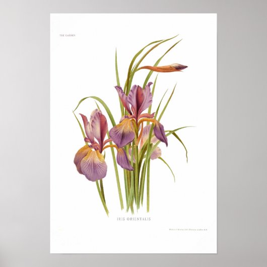 Iris orientalis poster (Voorkant)