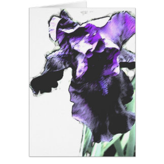 Iris, paars