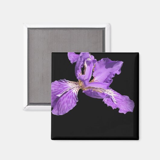 Iris Paars Magneet (Voorkant / Achterkant)