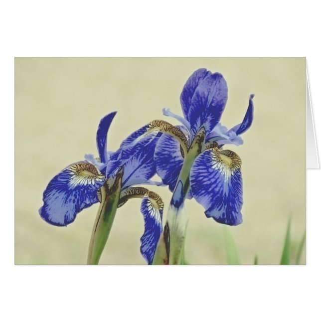  Iris Pair (Voorkant Horizontaal)