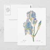 Iris pallida briefkaart (Voorkant / Achterkant)