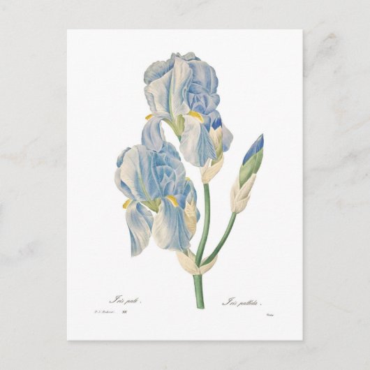 Iris pallida briefkaart (Voorkant)