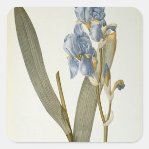 Iris Pallida, from Les Liliaces', 1812 Vierkante Sticker