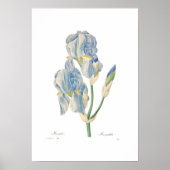 Iris pallida poster (Voorkant)