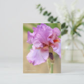 Iris "Persian Berry" (Briefkaart) ポ ト カ ー ド Briefkaart (Staand voorkant)