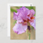 Iris "Persian Berry" (Briefkaart) ポ ト カ ー ド Briefkaart (Voorkant / Achterkant)