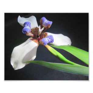 Iris Photo Print Foto Afdruk