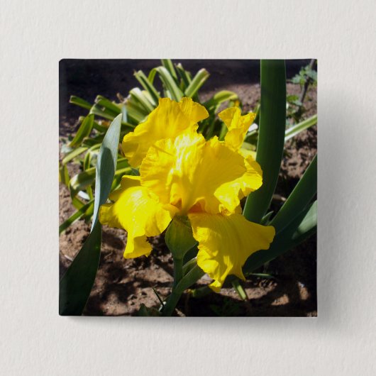 Iris-Plant voor gele bloei, Vierkante Button 5,1 Cm (Voorkant)