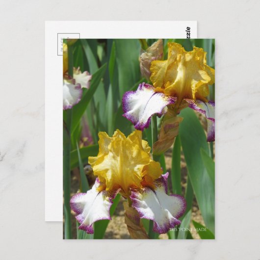 Iris "Point Made" (Briefkaart) ポ カ ー ド Briefkaart (Voorkant / Achterkant)