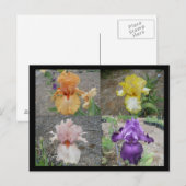 Iris Post Card Briefkaart (Voorkant / Achterkant)