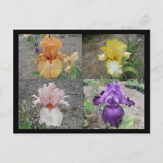 Iris Post Card Briefkaart (Voorkant)