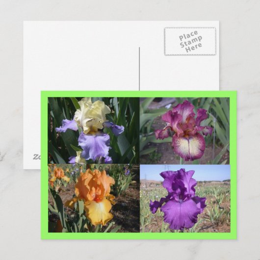 Iris Post Kaart (Voorkant / Achterkant)