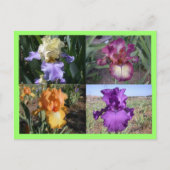 Iris Post Kaart (Voorkant)