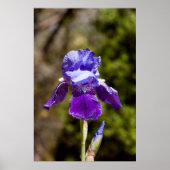 Iris Poster (Voorkant)