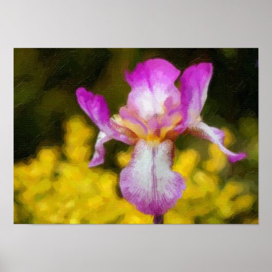 Iris Poster (Voorkant)
