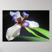 Iris Poster (Voorkant)