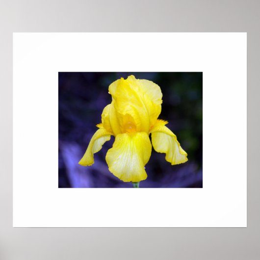 Iris Poster (Voorkant)