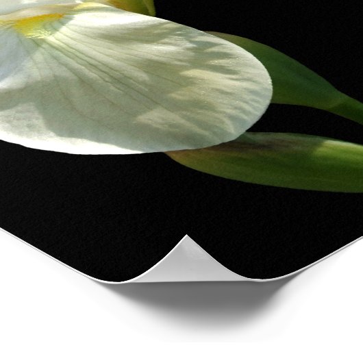 Iris Poster (Hoek)