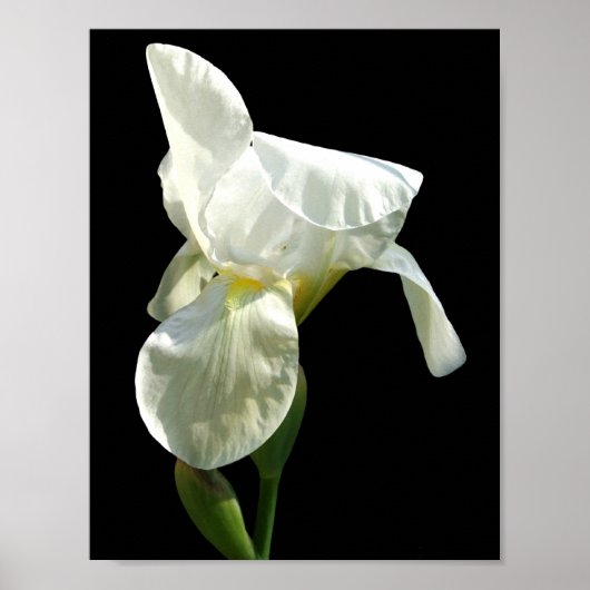 Iris Poster (Voorkant)