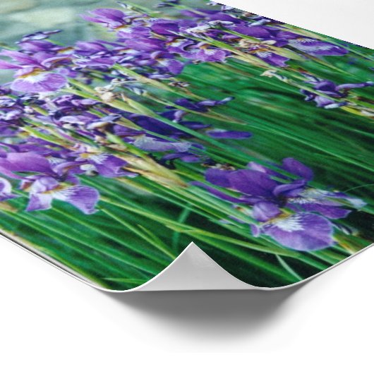 Iris Poster (Hoek)