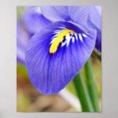 Iris Poster (Voorkant)
