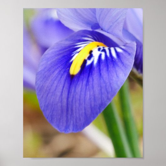 Iris Poster (Voorkant)