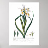 Iris Poster (Voorkant)