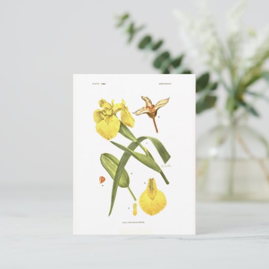 Iris pseudacorus briefkaart (Staand voorkant)