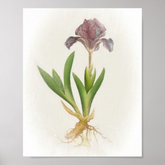 Iris Pumila Floral Print (Voorkant)
