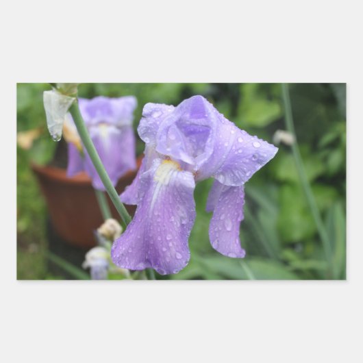 Iris. Rechthoekige Sticker (Voorkant)