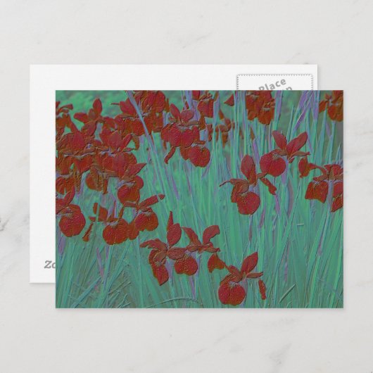 Iris red briefkaart (Voorkant / Achterkant)