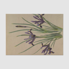 Iris Reticulata door Arentina Hendrica Arendsen Tissuepapier