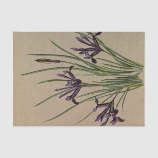 Iris Reticulata door Arentina Hendrica Arendsen Tissuepapier (Voorkant)