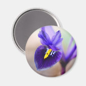 Iris Reticulata Flower Magnet (Voorkant / Achterkant)