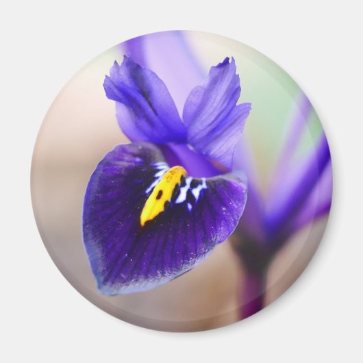 Iris Reticulata Flower Magnet (Voorkant)