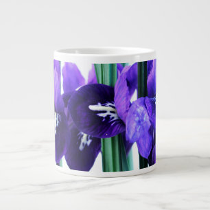 Iris Reticulata Jumbo Mok