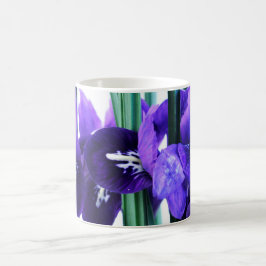 Iris Reticulata Mok