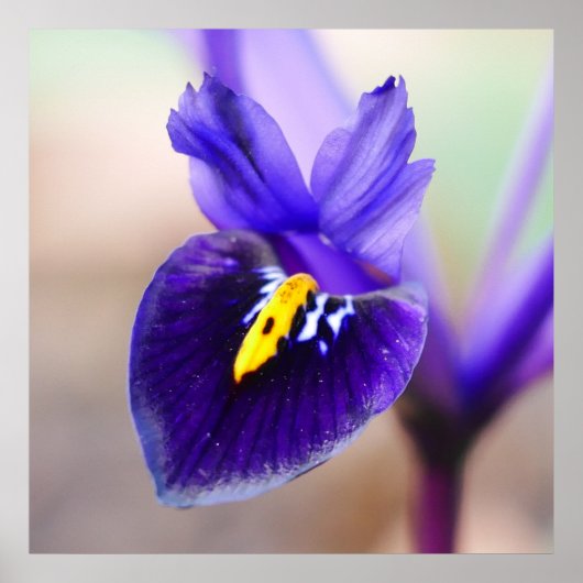 Iris Reticulata Poster (Voorkant)