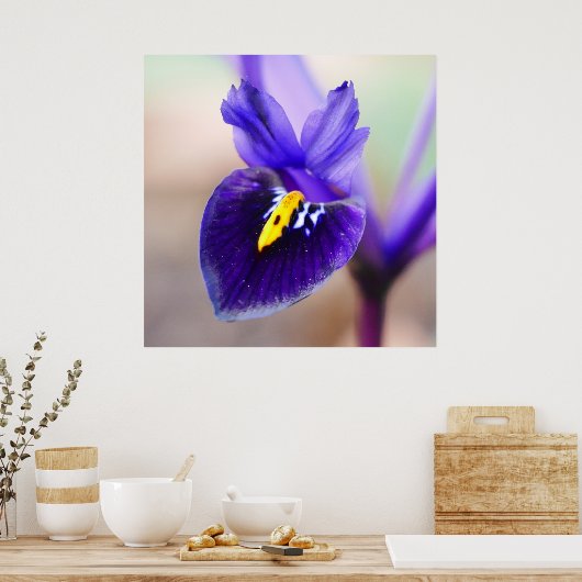 Iris Reticulata Poster (Keuken)