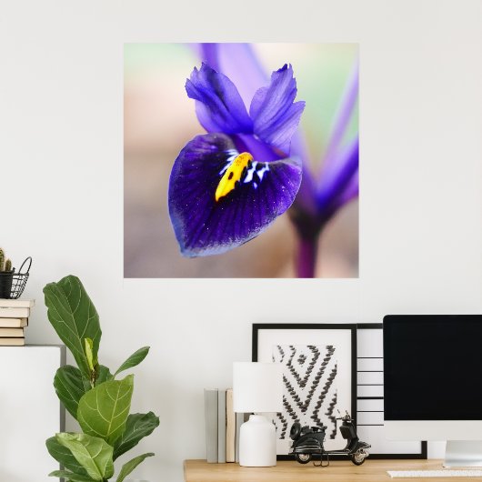 Iris Reticulata Poster (Thuiskantoor)