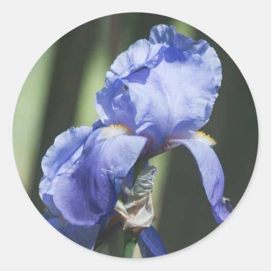 iris ronde sticker (Voorkant)