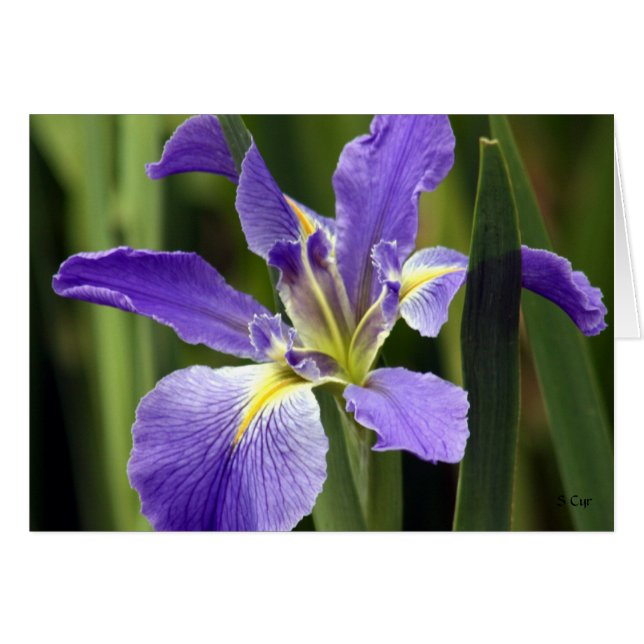 Iris, S Cyr (Voorkant Horizontaal)