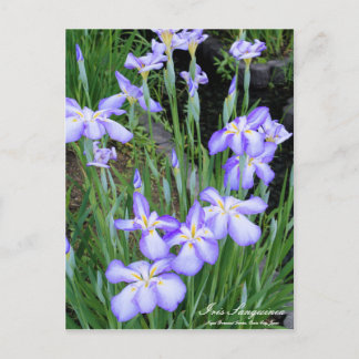 Iris sanguinea:Briefkaart Briefkaart