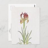 Iris Sari van William Dykes Briefkaart (Voorkant / Achterkant)