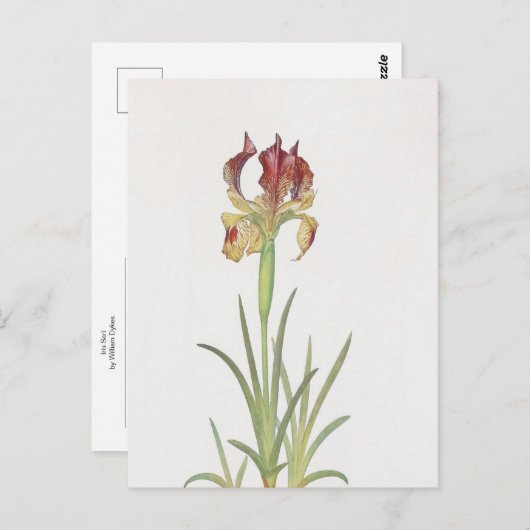 Iris Sari van William Dykes Briefkaart (Voorkant / Achterkant)