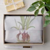 Iris Sari van William Dykes Tissuepapier (Geschenk)