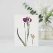 Iris Setosa van William Dykes Briefkaart (Staand voorkant)