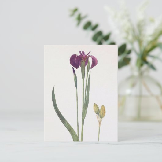 Iris Setosa van William Dykes Briefkaart (Staand voorkant)
